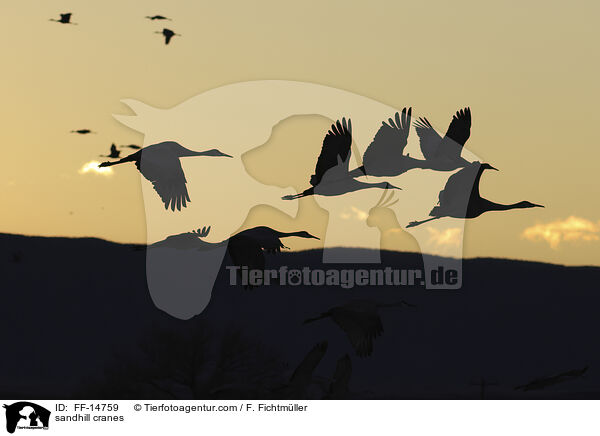 Kanadakraniche / sandhill cranes / FF-14759