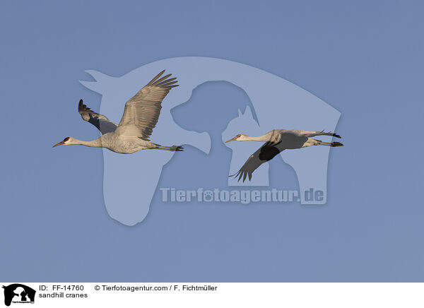Kanadakraniche / sandhill cranes / FF-14760