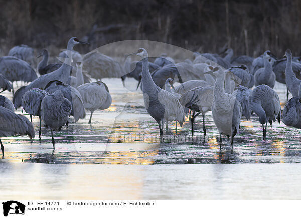 Kanadakraniche / sandhill cranes / FF-14771