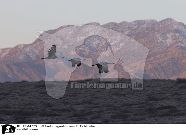 Kanadakraniche / sandhill cranes / FF-14773