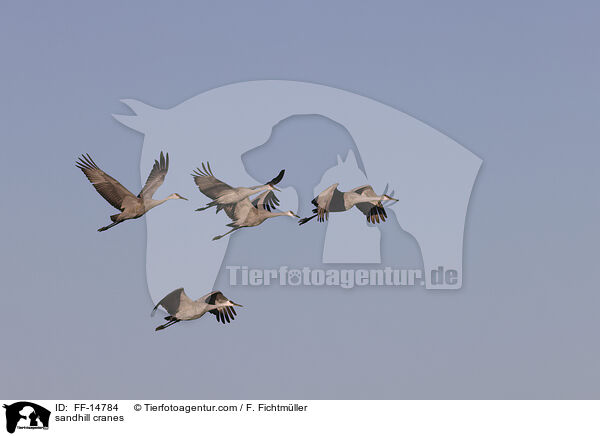 Kanadakraniche / sandhill cranes / FF-14784