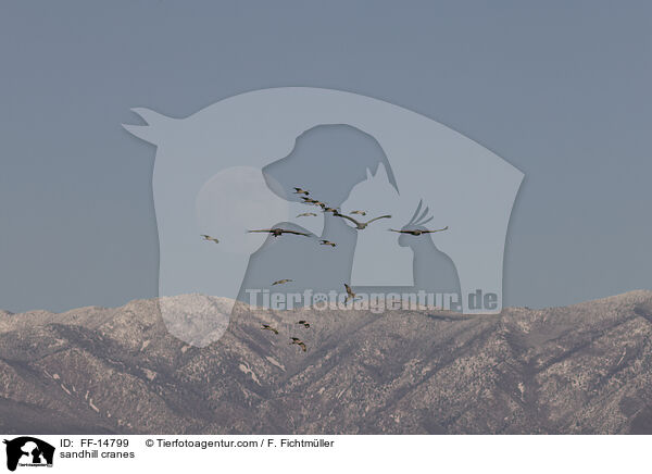 Kanadakraniche / sandhill cranes / FF-14799