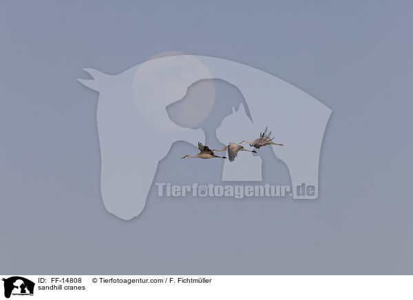 Kanadakraniche / sandhill cranes / FF-14808