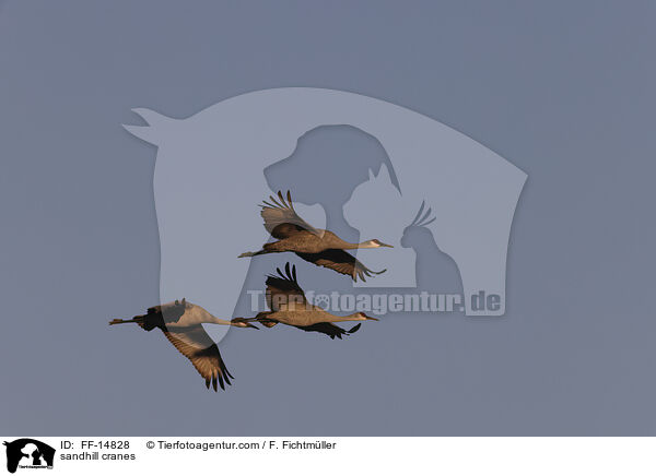 Kanadakraniche / sandhill cranes / FF-14828