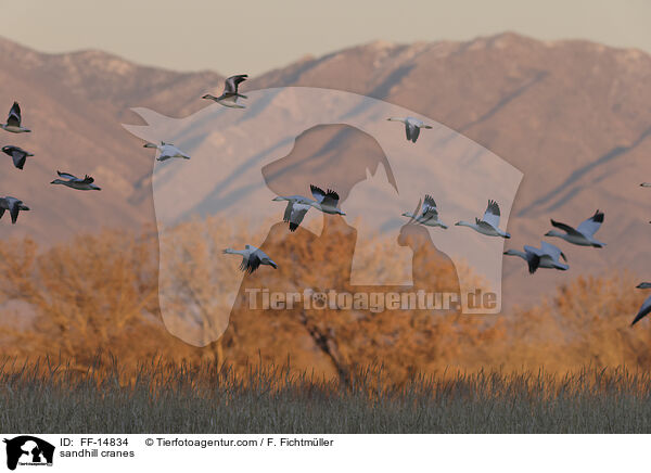 Kanadakraniche / sandhill cranes / FF-14834