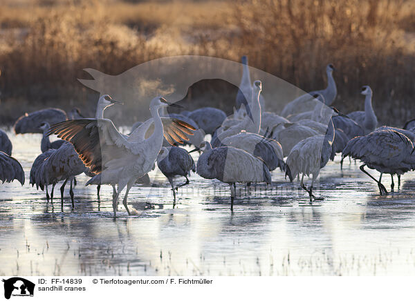 Kanadakraniche / sandhill cranes / FF-14839