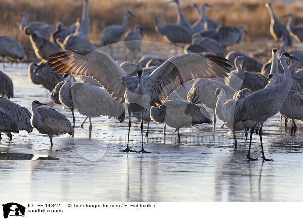 Kanadakraniche / sandhill cranes / FF-14842