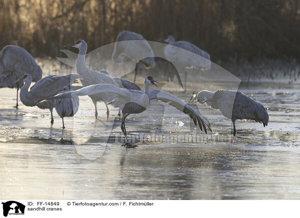 Kanadakraniche / sandhill cranes / FF-14849