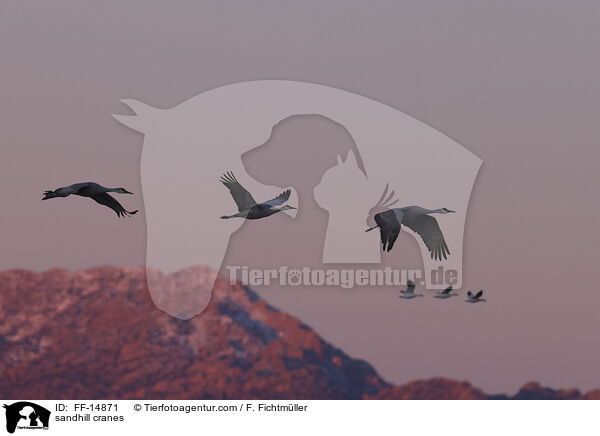 Kanadakraniche / sandhill cranes / FF-14871