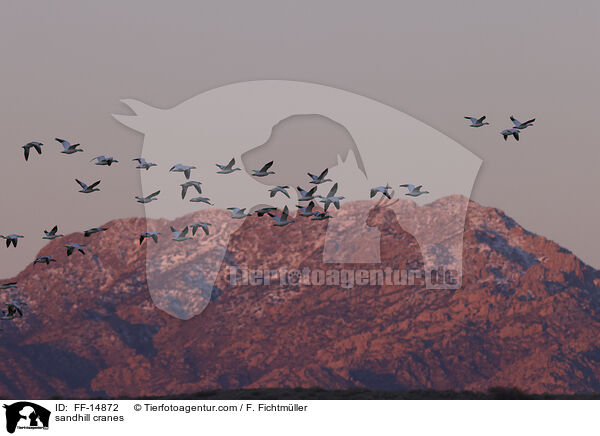 sandhill cranes / FF-14872