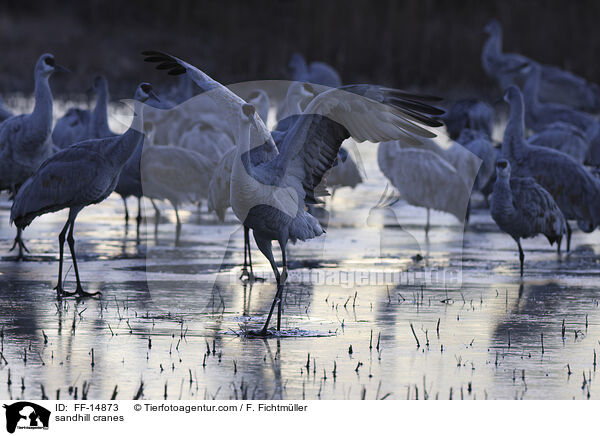 sandhill cranes / FF-14873
