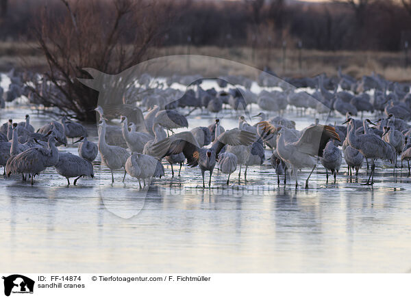 sandhill cranes / FF-14874
