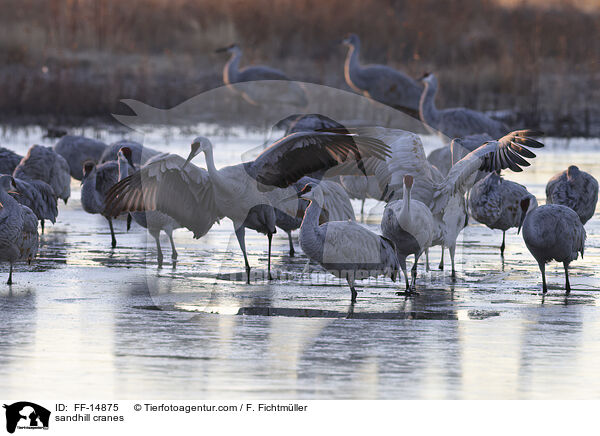 sandhill cranes / FF-14875