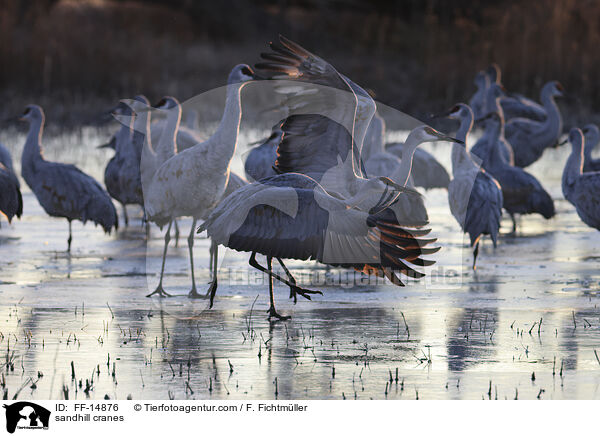 sandhill cranes / FF-14876