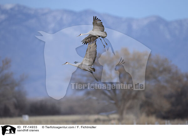 sandhill cranes / FF-14933