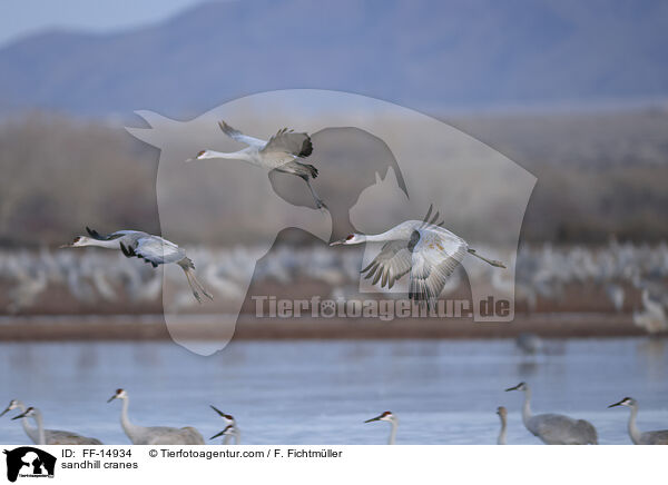 sandhill cranes / FF-14934