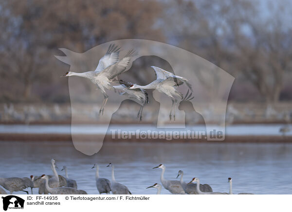 sandhill cranes / FF-14935