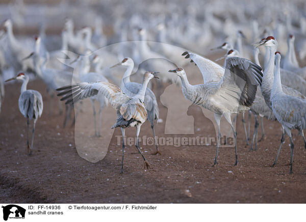sandhill cranes / FF-14936
