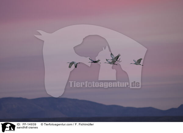 sandhill cranes / FF-14939