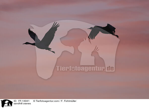 sandhill cranes / FF-14941
