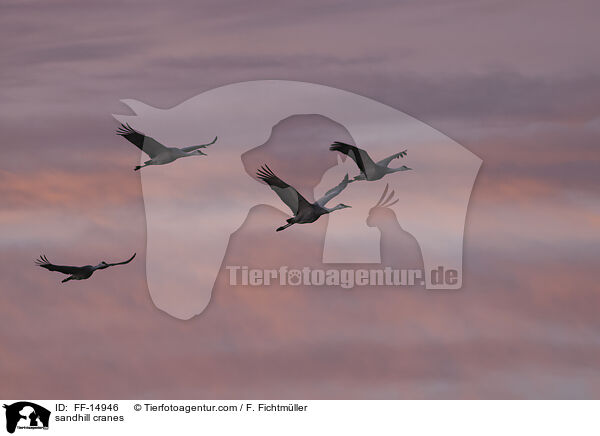 sandhill cranes / FF-14946