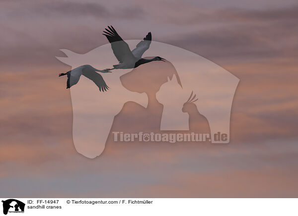 sandhill cranes / FF-14947