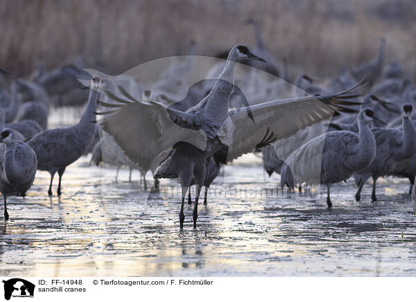 Kanadakraniche / sandhill cranes / FF-14948