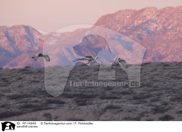 sandhill cranes / FF-14949