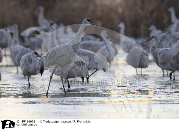 sandhill cranes / FF-14953