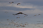 sandhill cranes