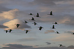 sandhill cranes