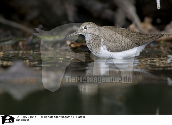 sandpiper / THA-01516