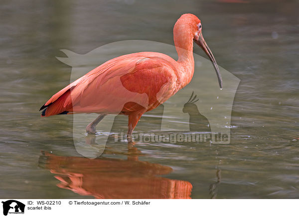 scarlet ibis / WS-02210