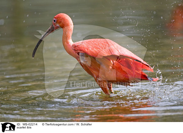 scarlet ibis / WS-02214