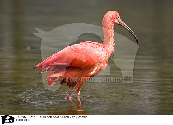 scarlet ibis / WS-02215