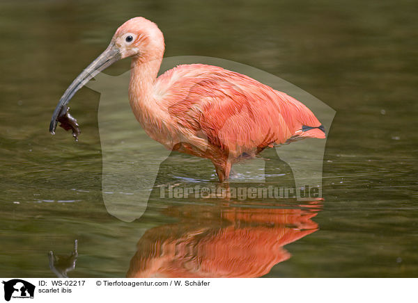 scarlet ibis / WS-02217