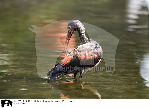 scarlet ibis / WS-02219