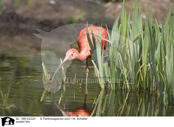 scarlet ibis / WS-02220