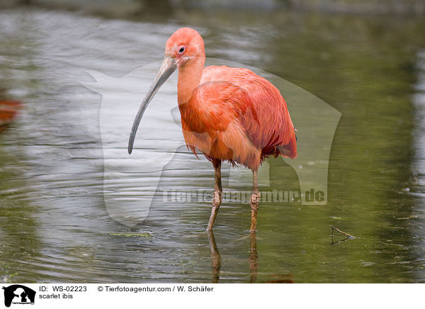 scarlet ibis / WS-02223