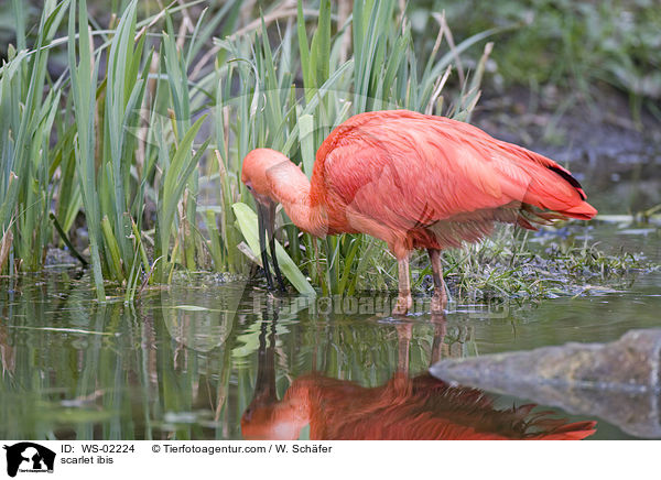 scarlet ibis / WS-02224
