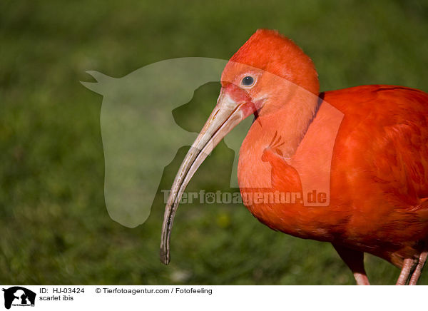 Scharlachsichler / scarlet ibis / HJ-03424