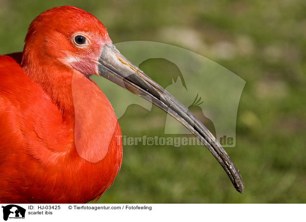 Scharlachsichler / scarlet ibis / HJ-03425