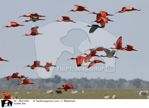scarlet ibis / JR-01461