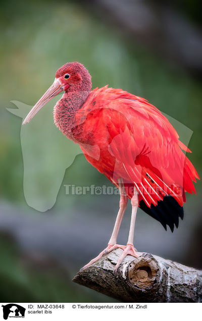 scarlet ibis / MAZ-03648