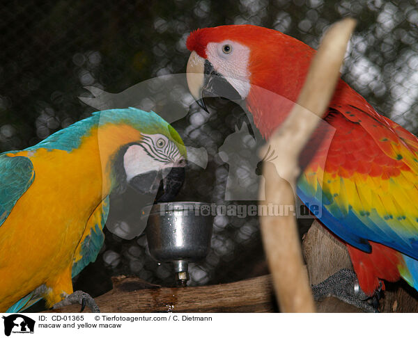macaw and yellow macaw / CD-01365