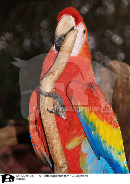 macaw / CD-01367