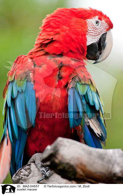 scarlet macaw / MAZ-04657