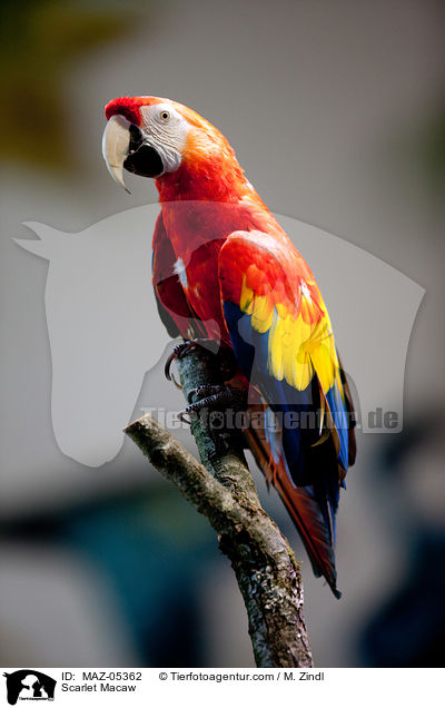 Scarlet Macaw / MAZ-05362