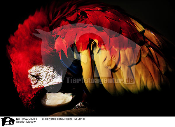 Scarlet Macaw / MAZ-05365