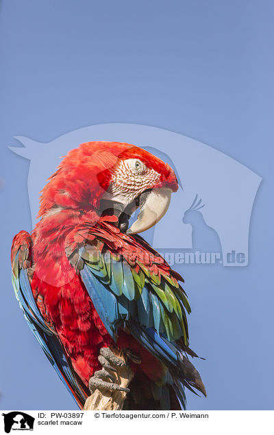 scarlet macaw / PW-03897